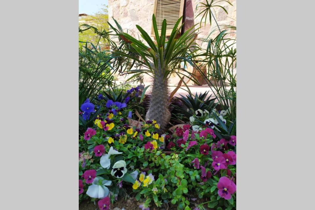 Eilat Stone - Patio אבן אילת - פטיו公寓 外观 照片
