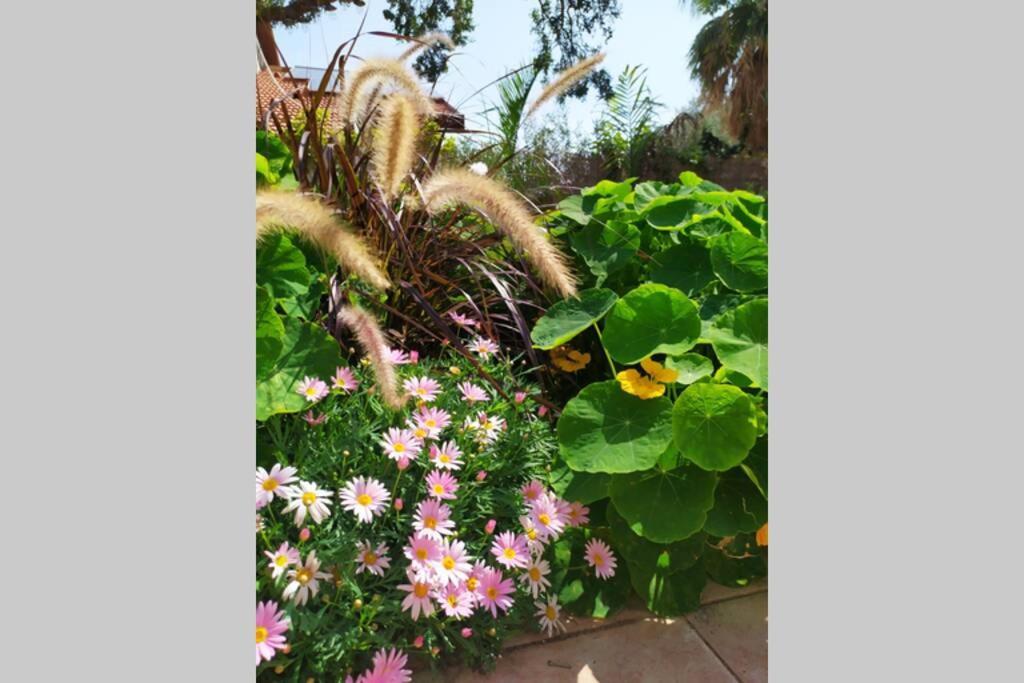 Eilat Stone - Patio אבן אילת - פטיו公寓 外观 照片